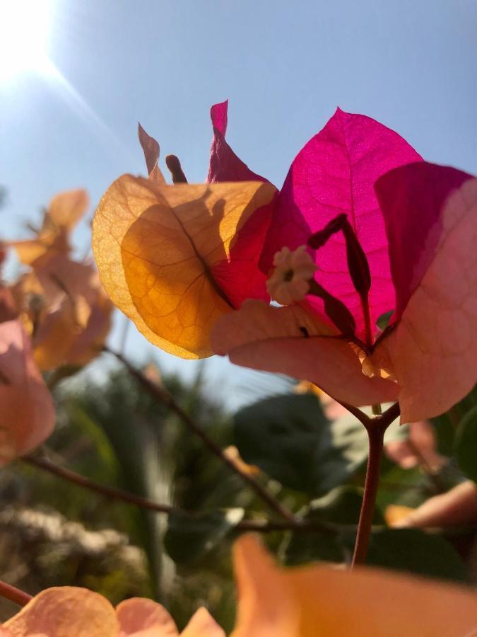 Calypso Cabanas El Paredón Buena Vista Dış mekan fotoğraf